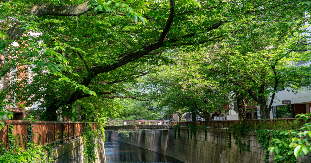 目黒区エリアの通りとは？今さら聞けない目黒区内の各通りを解説